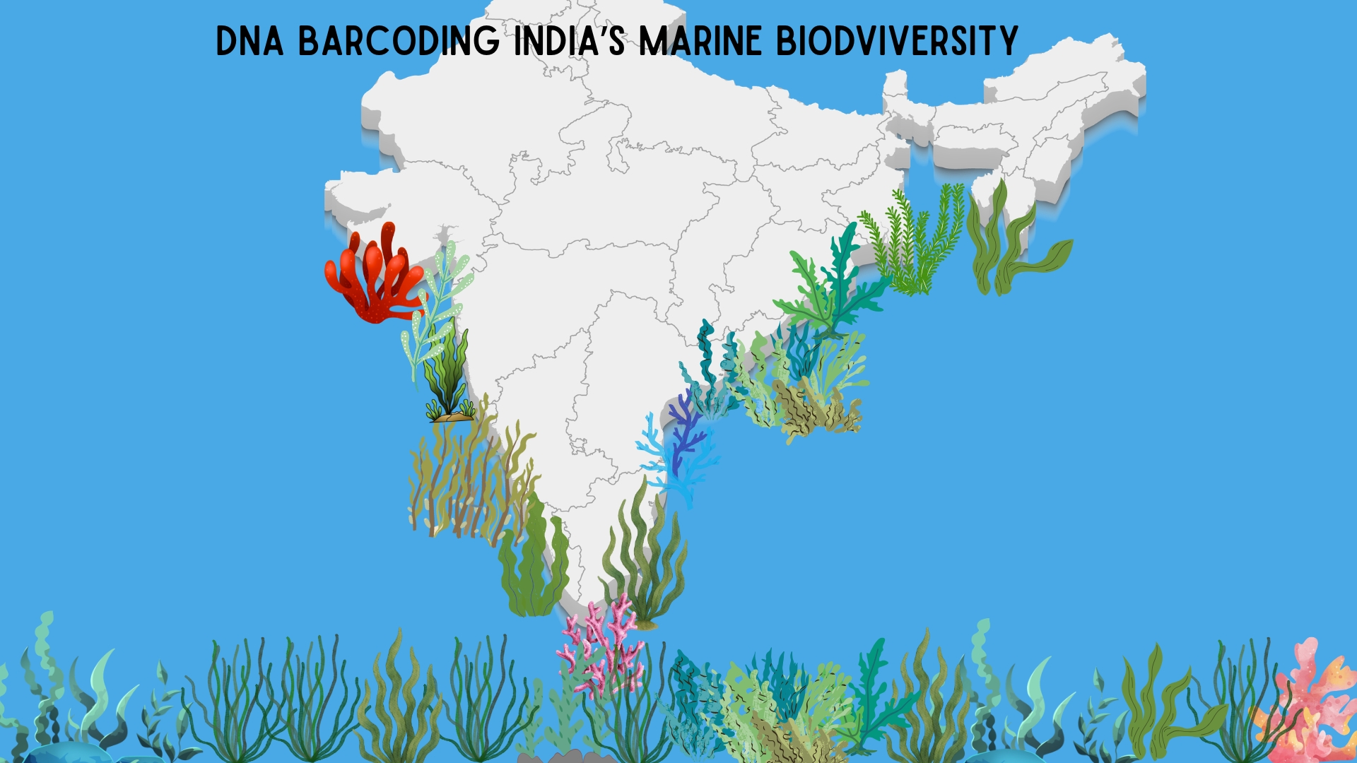 New study on marine macroalgal DNA barcoding in India shows a bias towards commercial varieties